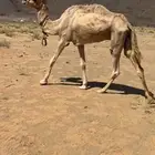 رحول للبيع شرط سليمت العذاريب تمشي مع السياره وتقاد طوع