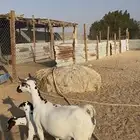 عنز جنوبية متبع الخرج  تم البيع