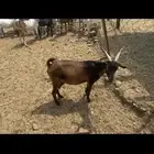 غنم العدد14