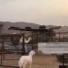 خروف مشروع صنف