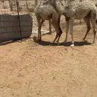 حشو تربية