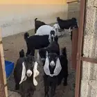 معزا عوارض