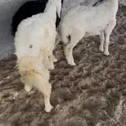 خرفان