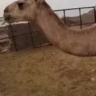 قعود البيع