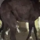 قعدان مجاهيم