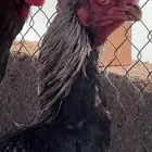 ديكين دجاج هجين اذناب الهند