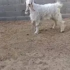 تيس عارضي ابيض