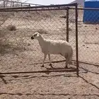 حايل كفو للبيع