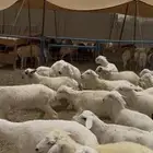بهم حري 48 راس