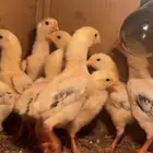 فروخ شامو ياباني