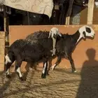 اربع غنم عرب