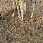 حوار طيب شحم
