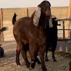 تيس قبرصي