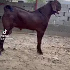 تيوس توم