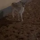 غز ال غزاالان هولندي صغار