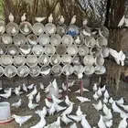 حمام فرنسي ا