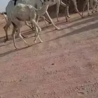 خلفه ثنو
