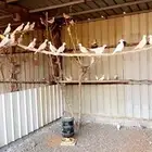 يمام هولندي   ياكريم