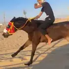 حصان شعبي سبوووق