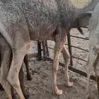 للبيع قعود فل شحم