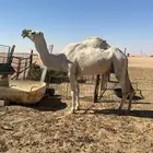 للبيع خفوت وضحاء