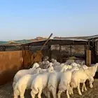 خرفان فاخره