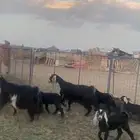 معزا موليد