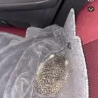 قنفذ للبيع على السوم