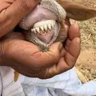 نعجه للبيع