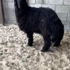 ذبايح جزله