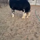 خروف صنف فاخر وتعريف قوي