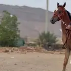 مهر للبيع