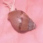 حلزون افريقي عملاق