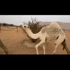 بكره قصب شحم