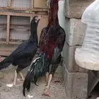 دجاج باكستاني صافي