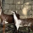 غنم ماعز دهم وشح مقاني