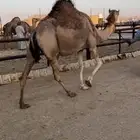 لقحه حمرا تقاود وتناوخ بالرسن