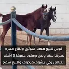فرس معها مهرتين ولقاح