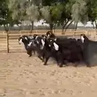 معزا عوارض طيبه للبيع