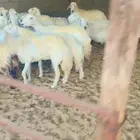 شياه حريات دفيع