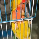 طيور روز للبيع