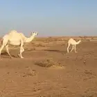خلفه تحتها بكره