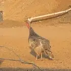 ديك رومي للبيع