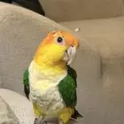 ببغاء مفقود في حي الياسمين