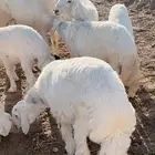 خرفان ذبايح و ثلاجه و مناسبات ومبادي