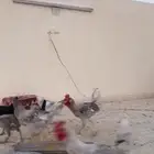 شارع محمد بن سلمان