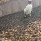 هرفي نعيمي