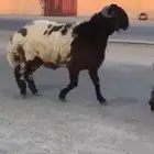 جدع طيب طرف سناد جبار مشاءالله