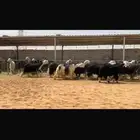 عرض بيع مراح نجد صنف بالفحل مشروط