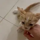 قط كيتن للتفني